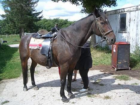 Anden særlig race Luske (død) billede 9