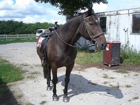 Anden særlig race Luske (død) billede 10