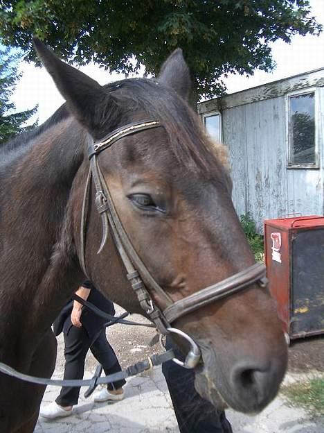 Anden særlig race Luske (død) - Måske en smule søvnig? billede 11