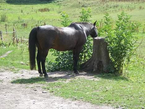 Anden særlig race Luske (død) billede 12