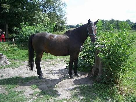Anden særlig race Luske (død) billede 13