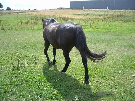 Anden særlig race Luske (død) - Tak for i dag.. Vi ses... billede 14