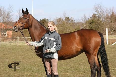 Dansk Varmblod *Sussie* - 4 # flotte hest...  Foto: Cabana Foto...   billede 4