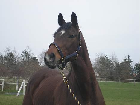 Dansk Varmblod *Sussie* - 6 #smukke, smukke Sussie...  billede 6