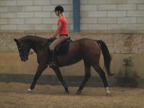 Dansk Varmblod *Sussie* - 7 # Sussie og mig der traver. Foto: Cabana foto...  billede 7