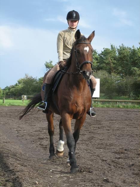 Dansk Varmblod *Sussie* - 8 # Sussie på den udendørs dressurbane... Foto: Cabana foto... billede 8