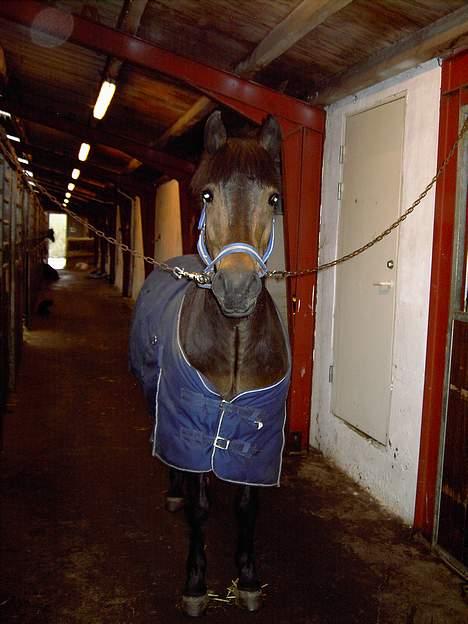 New Forest Elmholts Senator - Min søde ponii på staldgangen i vinters billede 1