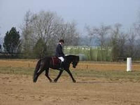 Anden særlig race Pondus Black Knight billede 8