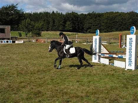 Anden særlig race Pondus Black Knight billede 9