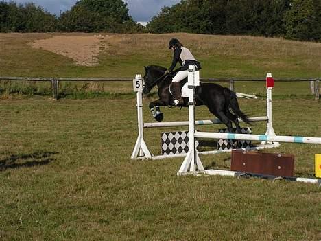 Anden særlig race Pondus Black Knight billede 10