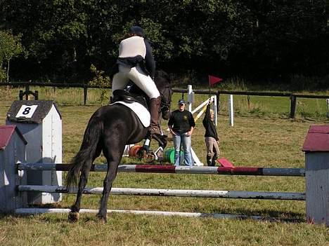 Anden særlig race Pondus Black Knight billede 11