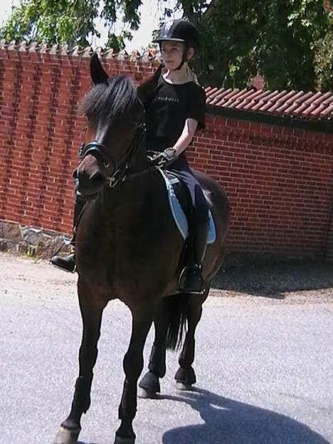 New Forest Elmholts Senator - Mig og ponii ude og ride tur sammen med tøserne billede 3