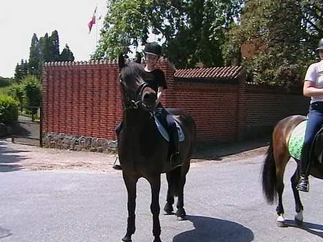 New Forest Elmholts Senator - På tur  billede 4