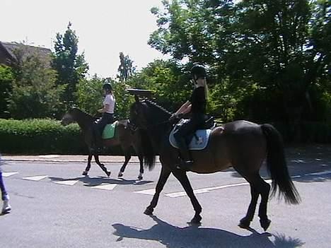 New Forest Elmholts Senator - Så skal vi videre billede 5