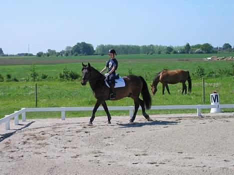 New Forest Elmholts Senator - på banen til stævne billede 6