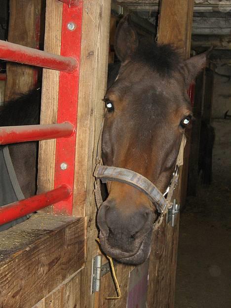 Anden særlig race Katrinebjergs Kreon†2006† -  (1)  har du en guf med til mig?? billede 1