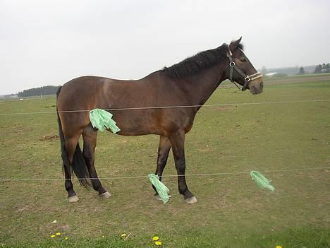 Anden særlig race Katrinebjergs Kreon†2006† -  (2)  håv... hvad sker ddar der ovre??? billede 2