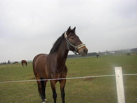 Anden særlig race Katrinebjergs Kreon†2006† -  (3)  hej med jer =o) billede 3