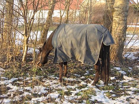 Anden særlig race Katrinebjergs Kreon†2006† -  (4)  det her græs er rigtig godt hehe... billede 4