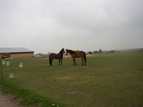 Anden særlig race Katrinebjergs Kreon†2006† -  (5)  her står jeg med en af mine venner Mekka hihi... billede 5