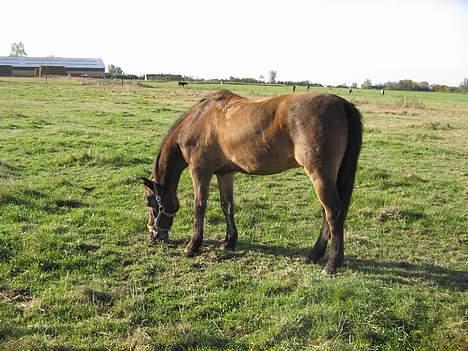 Anden særlig race Katrinebjergs Kreon†2006† -  (6)  spiser græs =oD... billede 6