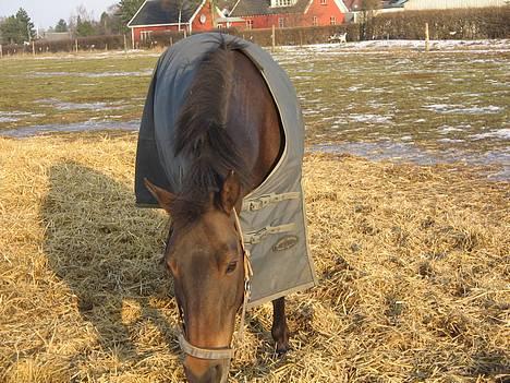 Anden særlig race Katrinebjergs Kreon†2006† -  (7)  af banen...          for her kommer jeg... hehe(i fuld fart??) billede 7