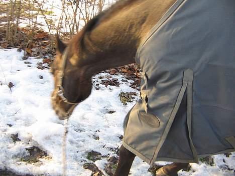 Anden særlig race Katrinebjergs Kreon†2006† -  (10)  her kommer sporhesten ... billede 10