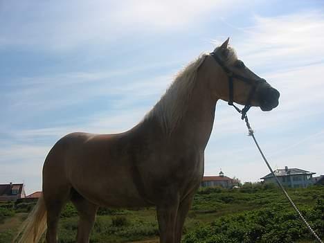 Tyroler Haflinger Raika billede 17