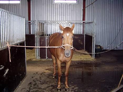 Anden særlig race Falkær's Cameth**SOLGT** - Cameth´sen.. Da jeg havde prøvet hende første gang:D billede 2