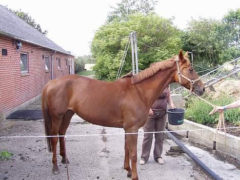 Anden særlig race Falkær's Cameth**SOLGT** - Min smukke Hoppe :D billede 4