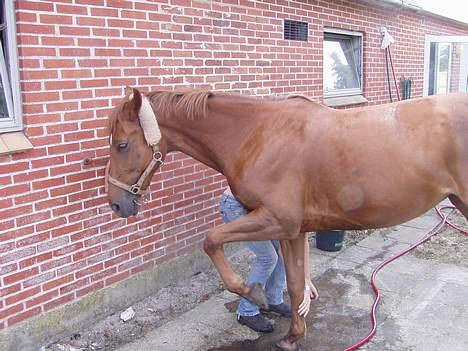 Anden særlig race Falkær's Cameth**SOLGT** - Tigge-prinsesse, men jeg elsker dig:D billede 5