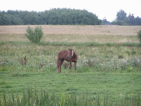 Anden særlig race Falkær's Cameth**SOLGT** - Hvem mon hun kan se.? billede 6