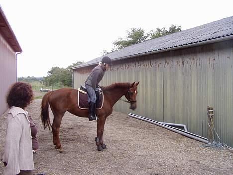 Anden særlig race Falkær's Cameth**SOLGT** - Jeg skal jo også ride:D billede 7