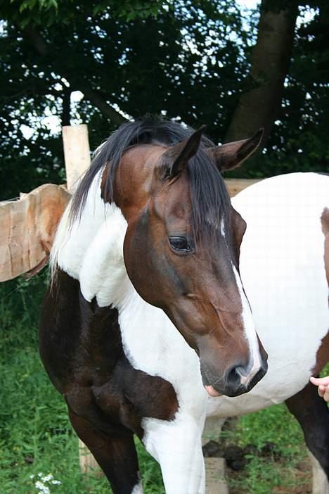 Paint Sixpence - Lille spejl på væggen der, hvem er den smukkeste i verden her? .oO( Self Six )  billede 1