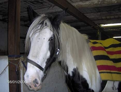 Tinker Lady Luna billede 10