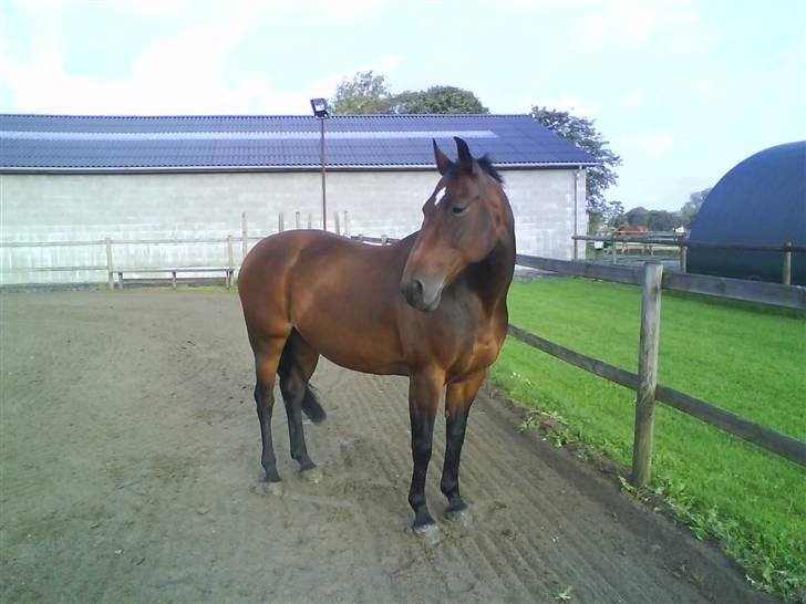 Oldenborg Scarlett - Damen nyder roen på ridebanen lidt  billede 7