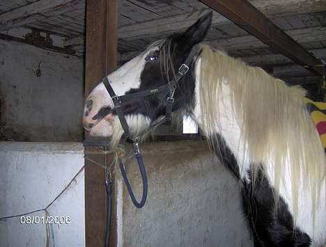 Tinker Lady Luna billede 11
