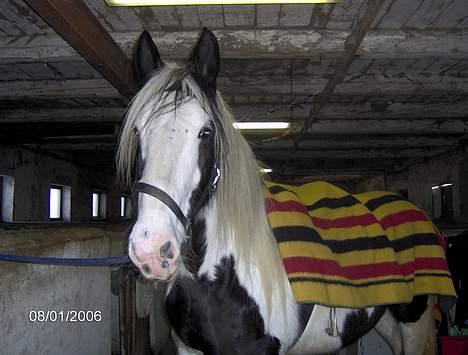 Tinker Lady Luna billede 13