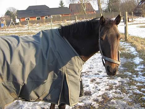 Anden særlig race Katrinebjergs Kreon†2006† -  (13)  hej med dig billede 13