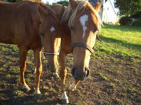 Anden særlig race CHEVAL - Flyt dig Maccoy!!. Fotograf: Mig billede 8