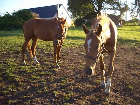 Anden særlig race CHEVAL - Uhh.. Har du mad?!. Fotograf: Mig billede 9