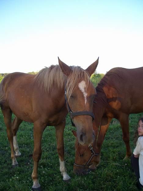 Anden særlig race CHEVAL - Åhh.. Jeg er træt.!. Fotograf: Rikke billede 10