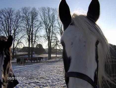 Tinker Lady Luna billede 16
