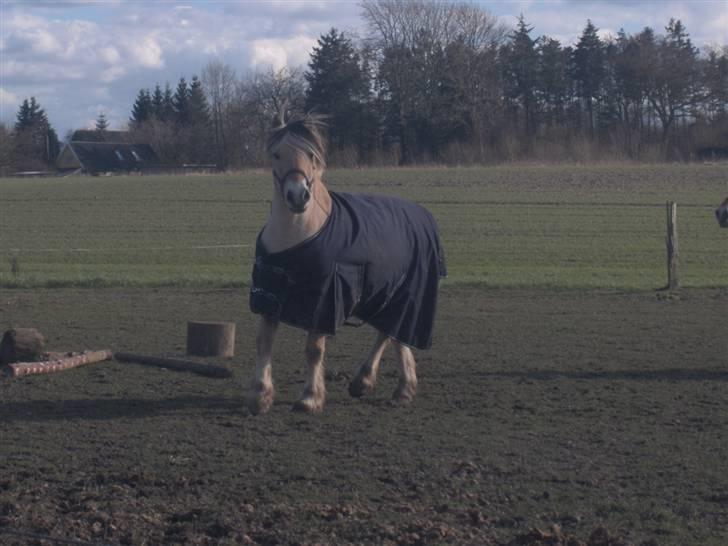 Fjordhest Mick Mølbak FJ 9403365 - Mick på fold  billede 2