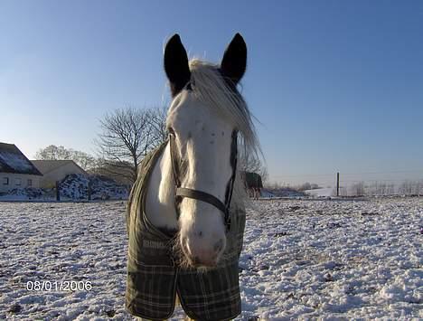 Tinker Lady Luna billede 17