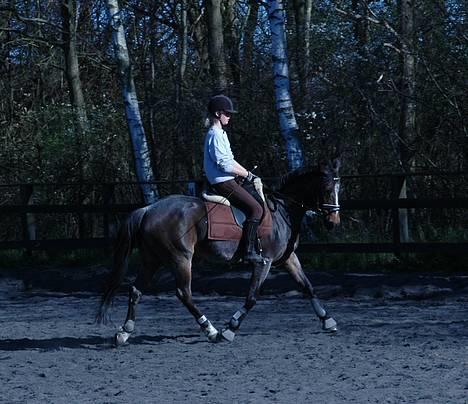 DSP Amina (aflivet) - Dressurtræning 14. april billede 16