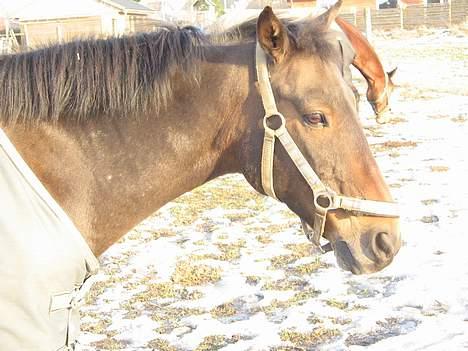 Anden særlig race Katrinebjergs Kreon†2006† -  (14)  her står jeg i solnedgangen og tar solbad =oD... billede 14