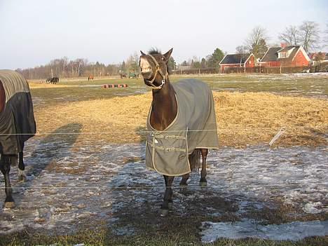 Anden særlig race Katrinebjergs Kreon†2006† -  (15)  se lige mit smil =oD... billede 15