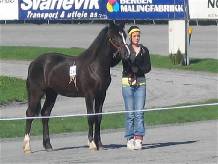 Koldblodstraver <3Kuven Vetla<3 - På utstilling...Marianne Borgen som stiller ho;) billede 8