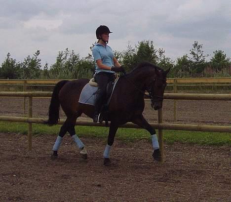 DSP Nickoline billede 16